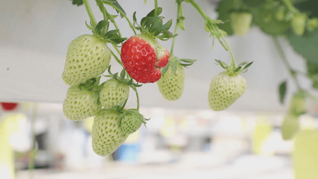 Ripening strawberries hanging on a vine