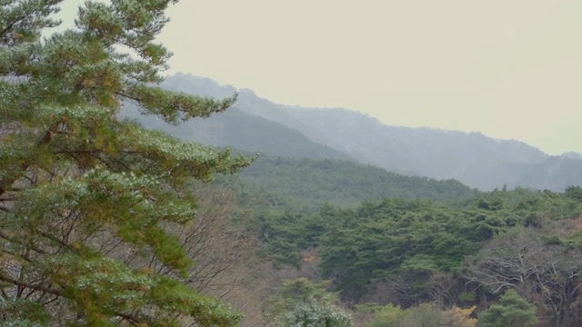 멀리 산이 보이는 고요한 숲
