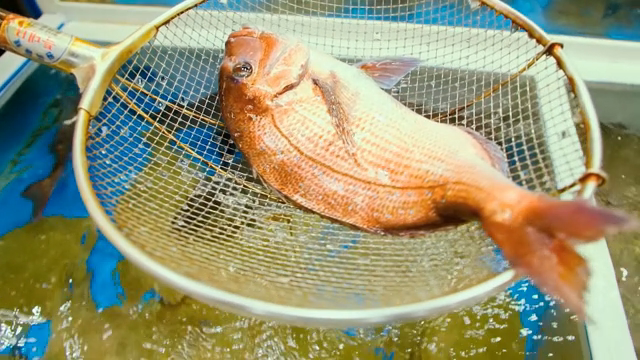 A fish caught in a net in a tank