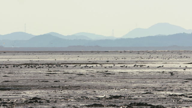 새들과 먼 산이 있는 넓은 갯벌