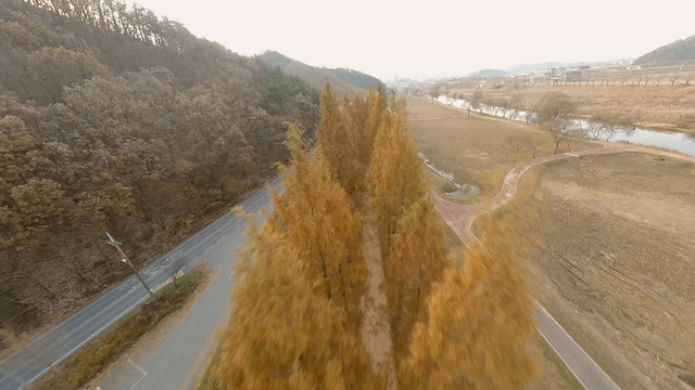 A serene path lined with autumn trees