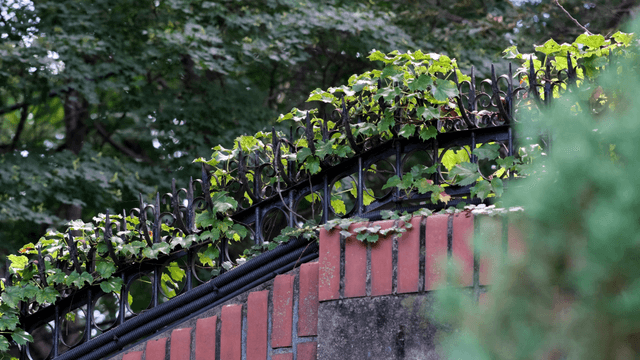 A brick wall with green ivy in a garden