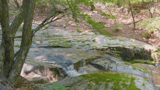 Quiet forest stream with moss-covered rocks