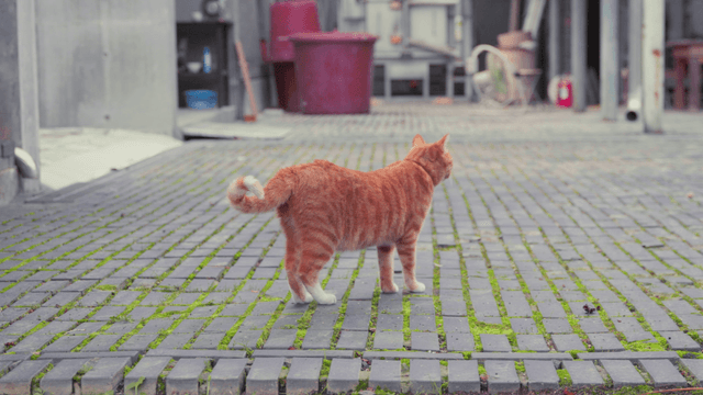 Orange tabby cat walking on paved road