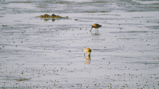 Sandpipers foraging in the muddy wetland