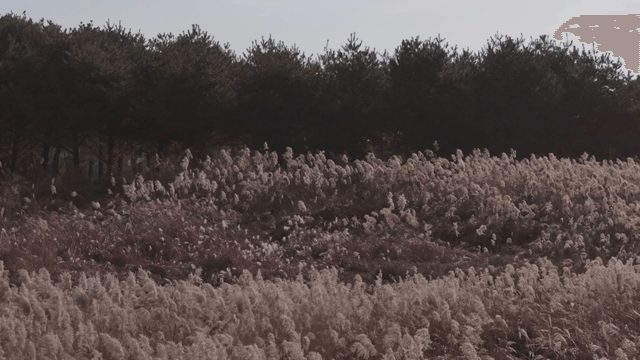 A serene field with tall silver grasses and trees