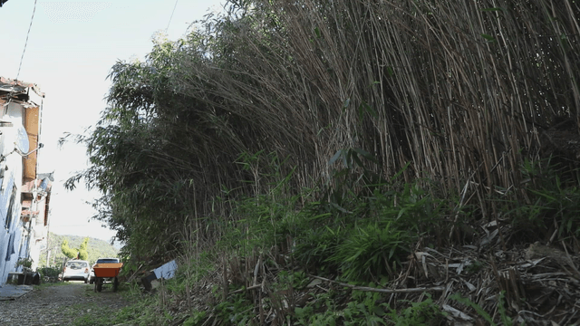 Rural alley beside bamboo grove