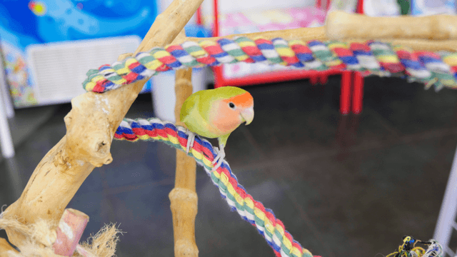 Colorful parrot sitting on a rope