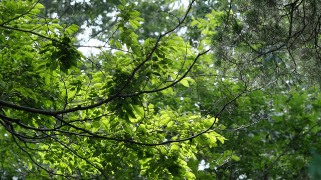 Leaves of dense trees