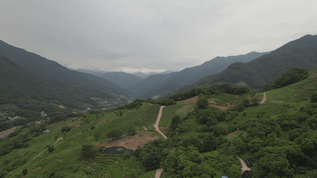 녹차 농장이 있는 푸른 산 언덕
