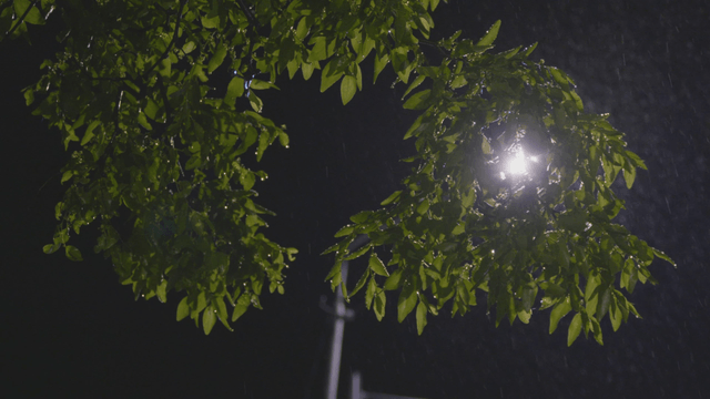 Wet leaves in the rain at night