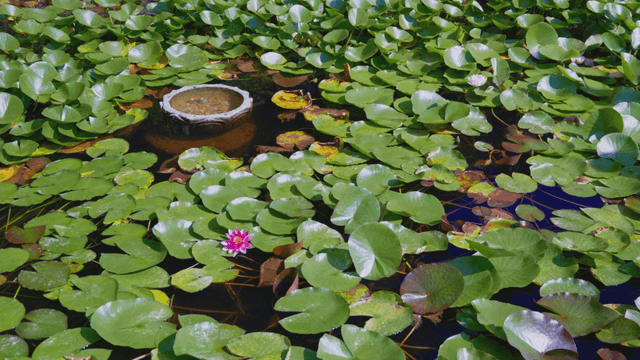 Lotus flowers and water lilies blooming in pond