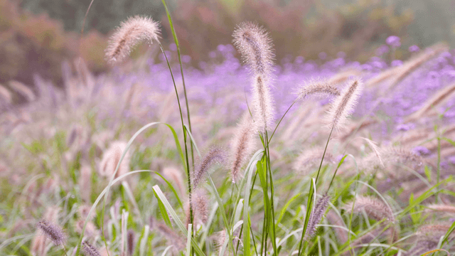 Soft plumes of summer grasses swaying in a purple field