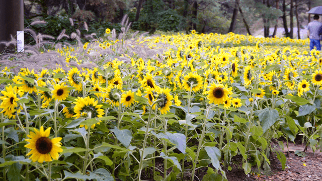 Visitors walking beside a fully blooming sunflower field in summer