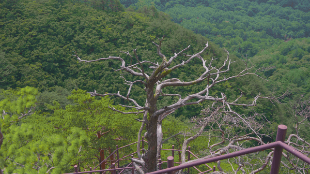 Lone leafless tree on a high blue mountain