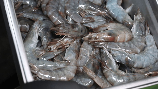 Fresh shrimp filled in metal tray container