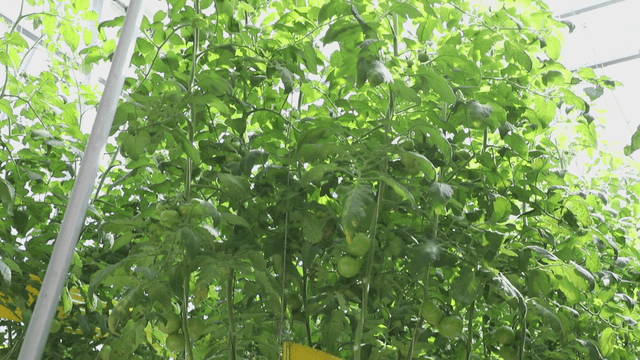 Tomatoes growing in a greenhouse