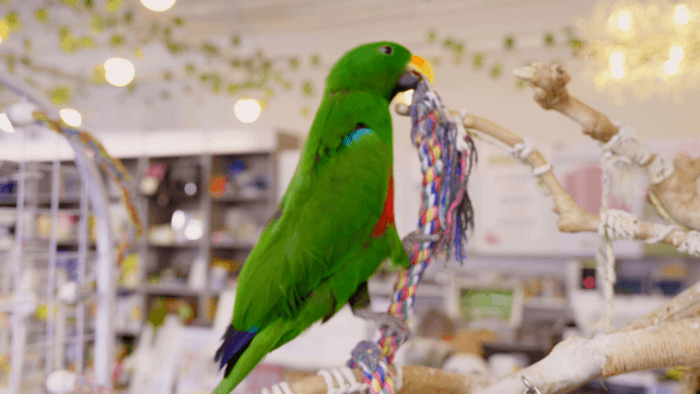 Colorful parrot roaming play stands in a parrot cafe