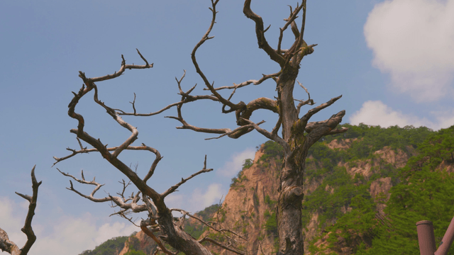 Withered tree against mountain background