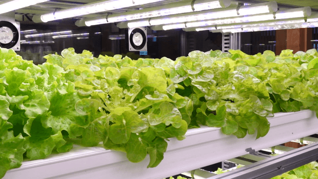 Hydroponic lettuce growing indoors