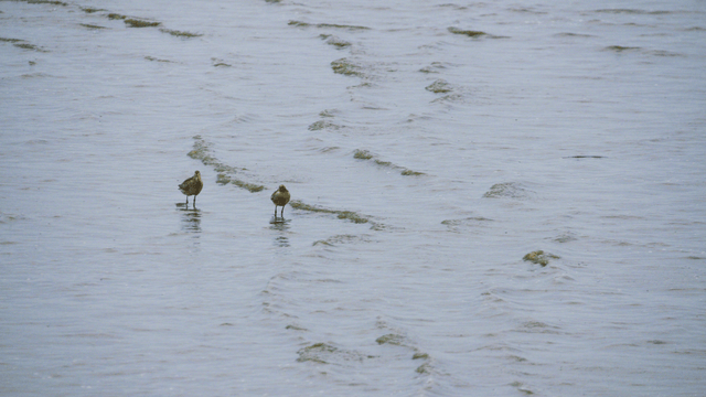 얕은 물 위에 서 있는 새들