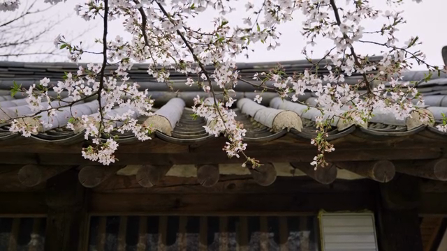 Cherry blossoms over a traditional roof