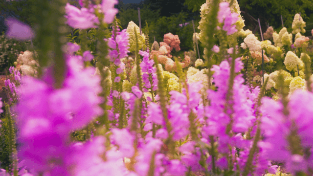 Vibrant garden full of blooming flowers