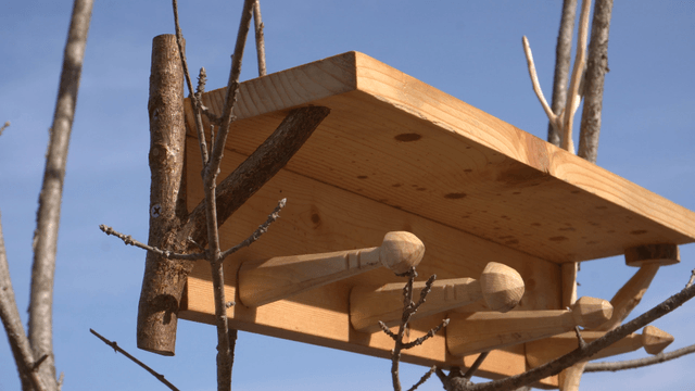 Wooden shelf stand on tree branches under clear sky