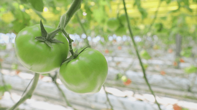 Green tomatoes growing in a greenhouse