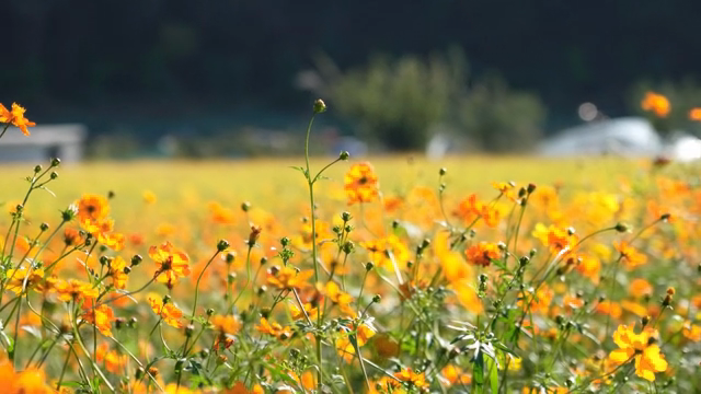 A field of vibrant orange flowers
