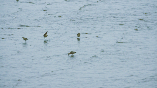 Sandpipers splashing in shallow water