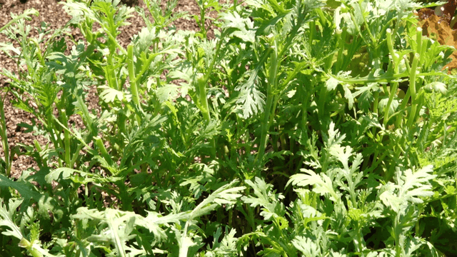 Mugwort leaves growing in a garden