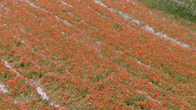 A field of vibrant poppies in full bloom