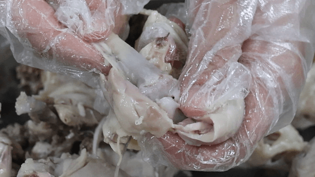 Gloved hands separating boiled chicken