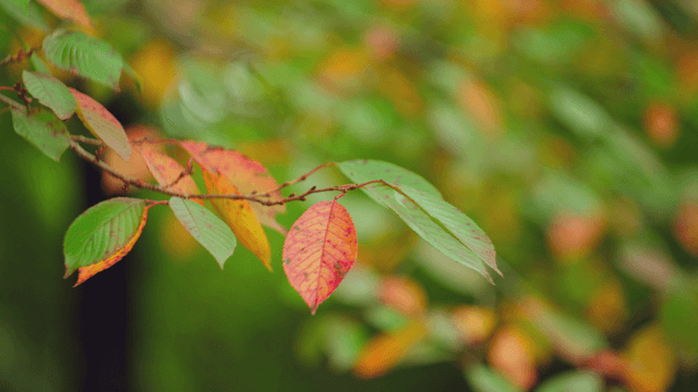 Colorful autumn leaves on a branch
