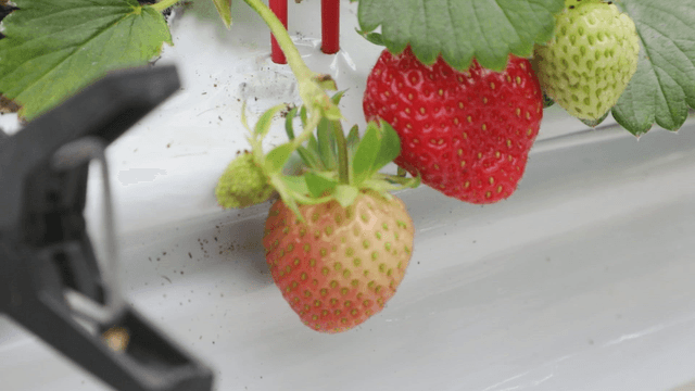 Ripe and unripe strawberries on a plant