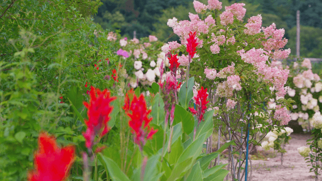Lively garden full of blooming flowers
