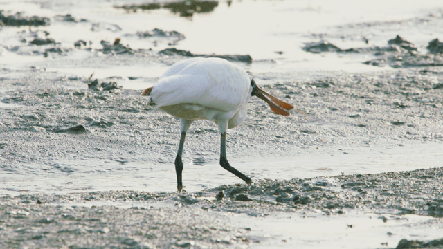 진흙 지역에서 먹이를 찾는 흰 저어새
