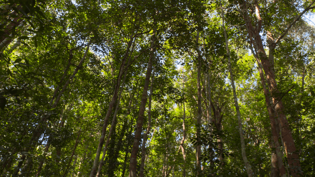 Lush green forest with tall trees
