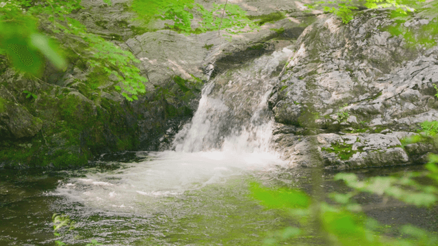 Small waterfall in a green forest