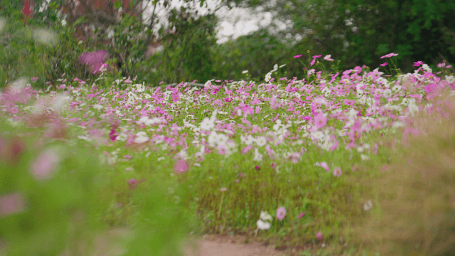Park filled with blooming white and purple cosmos flowers