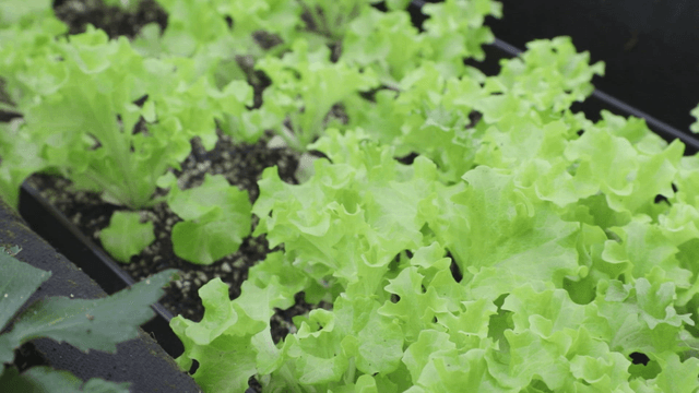 Fresh green lettuce growing in soil
