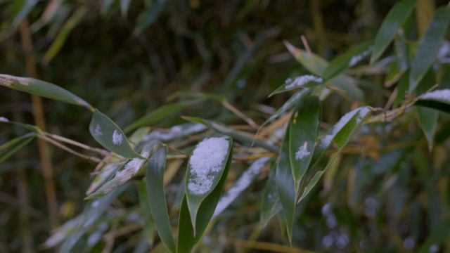 Bamboo leaves with snow in a forest