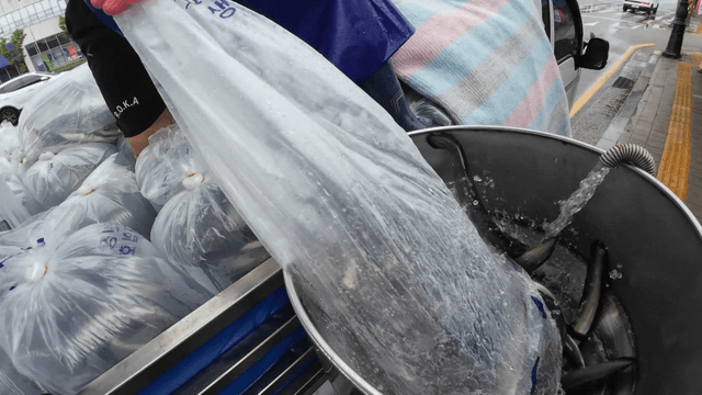 Eels being transferred from bag to tank