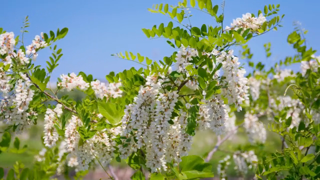 White flowers blooming on a sunny day