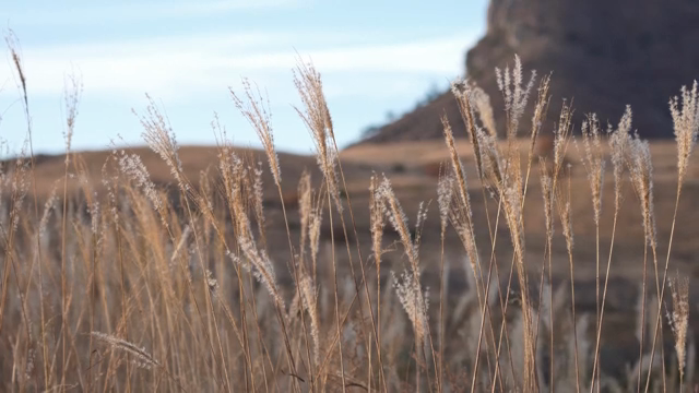 Reeds swaying in the gentle breeze