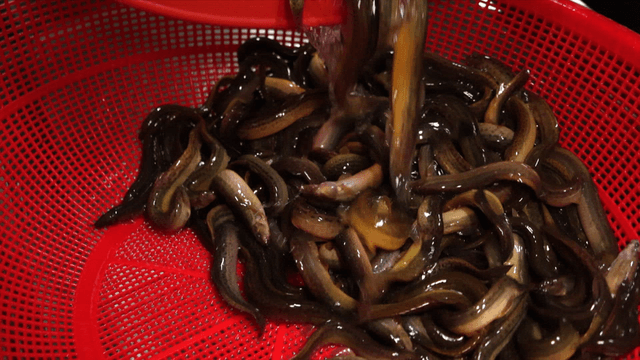 Loaches being transferred into a red basket