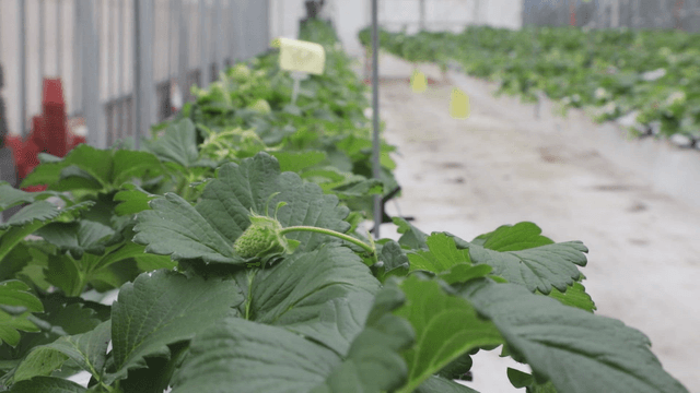 Greenhouse with rows of strawberry plants