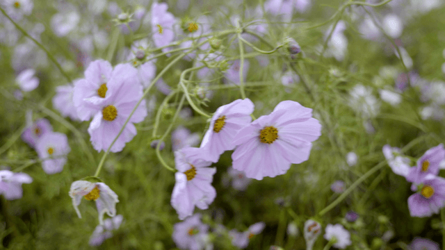 Pink cosmos flowers swaying gently