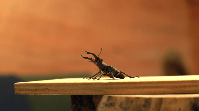 Stag beetle on a wooden surface